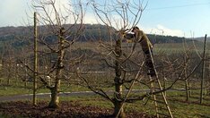 Baumschnitt Winter