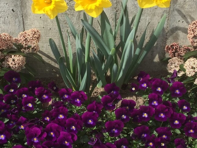 Grab Osterbepflanzung